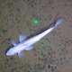 The fish Bathysaurus mollis and a brittle star seen in a manganese nodule bed in the Clarion Clipperton Zone. Image: Diva Amon and Craig Smith, University of Hawai’i at Mānoa